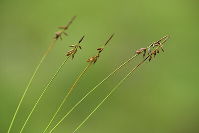 BUITEN BEELD Foto: 426045