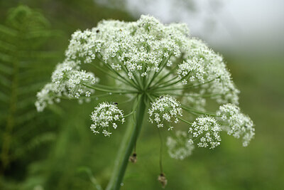 BUITEN BEELD Foto: 426050