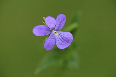 BUITEN BEELD Foto: 426051