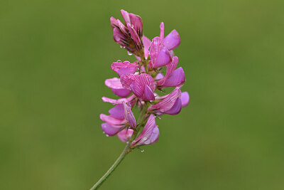 BUITEN BEELD Foto: 426058