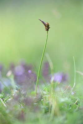 BUITEN BEELD Foto: 426078