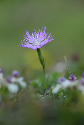 BUITEN BEELD Foto: 426090