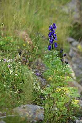 BUITEN BEELD Foto: 426135