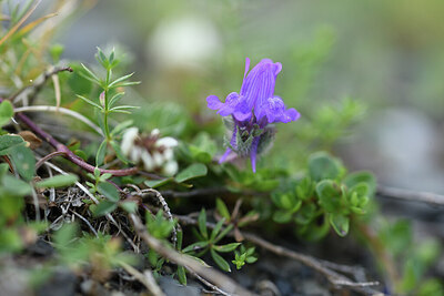 BUITEN BEELD Foto: 426143