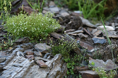 BUITEN BEELD Foto: 426147