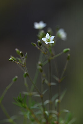 BUITEN BEELD Foto: 426148
