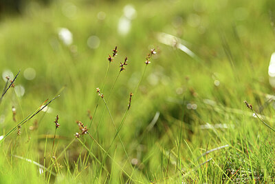 BUITEN BEELD Foto: 426176