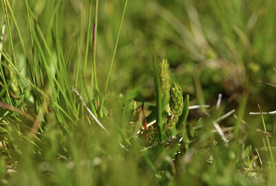 BUITEN BEELD Foto: 426178