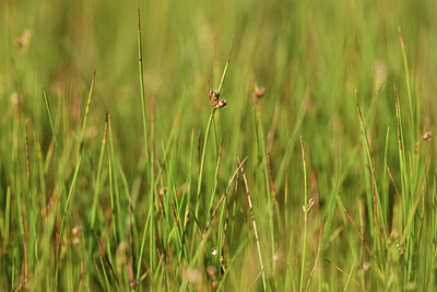 BUITEN BEELD Foto: 426187