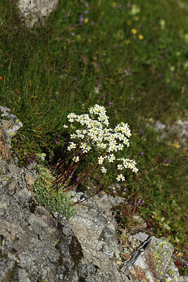 BUITEN BEELD Foto: 426212