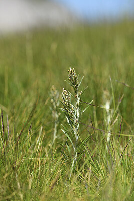 BUITEN BEELD Foto: 426257