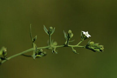 BUITEN BEELD Foto: 426261