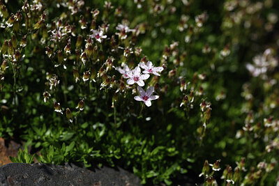 BUITEN BEELD Foto: 426265