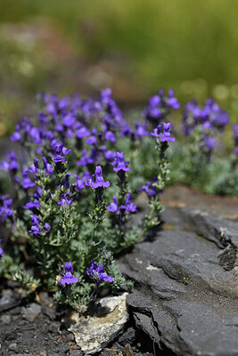 BUITEN BEELD Foto: 426269