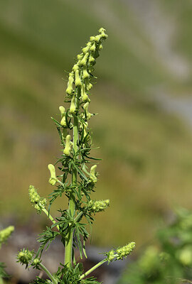 BUITEN BEELD Foto: 426271