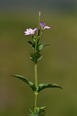 BUITEN BEELD Foto: 426279