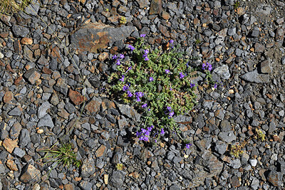 BUITEN BEELD Foto: 426281