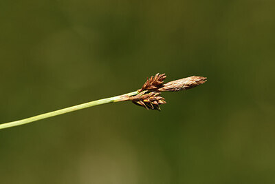 BUITEN BEELD Foto: 426298