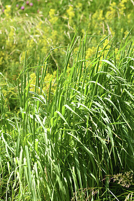 BUITEN BEELD Foto: 426315