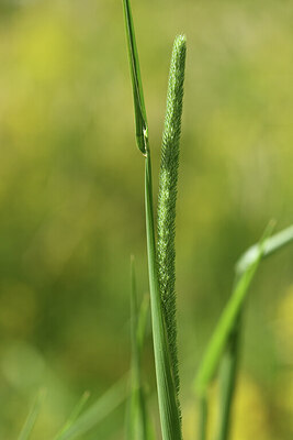 BUITEN BEELD Foto: 426316