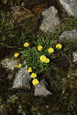 BUITEN BEELD Foto: 426326