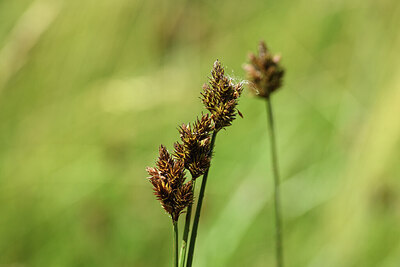 BUITEN BEELD Foto: 426354