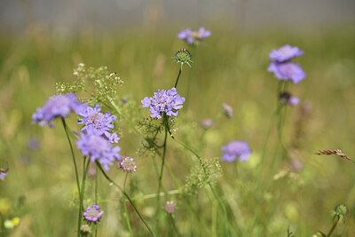 BUITEN BEELD Foto: 426356