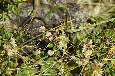 BUITEN BEELD Foto: 426359