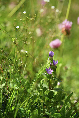 BUITEN BEELD Foto: 426360