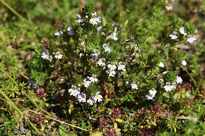 BUITEN BEELD Foto: 426362