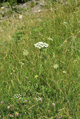 BUITEN BEELD Foto: 426365