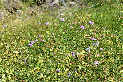 BUITEN BEELD Foto: 426366