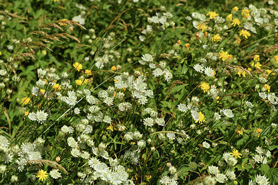 BUITEN BEELD Foto: 426378