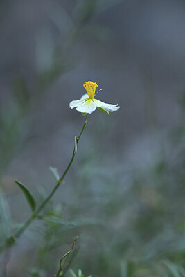 BUITEN BEELD Foto: 426409