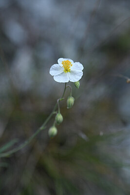 BUITEN BEELD Foto: 426410