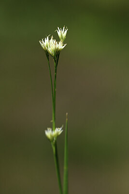 BUITEN BEELD Foto: 426432