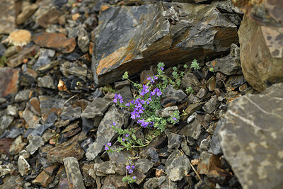 BUITEN BEELD Foto: 426455
