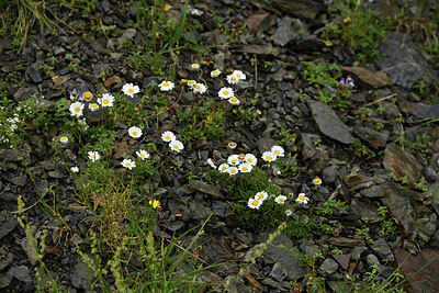 BUITEN BEELD Foto: 426469