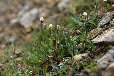 BUITEN BEELD Foto: 426485