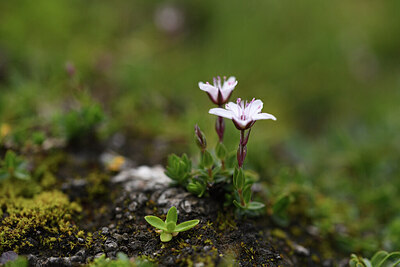 BUITEN BEELD Foto: 426492