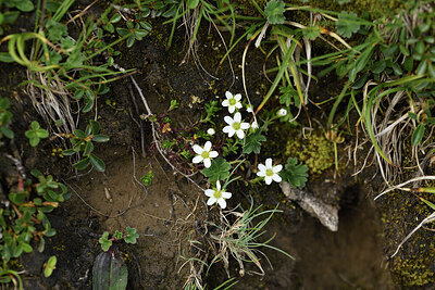 BUITEN BEELD Foto: 426493