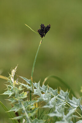 BUITEN BEELD Foto: 426501