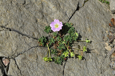 BUITEN BEELD Foto: 426535