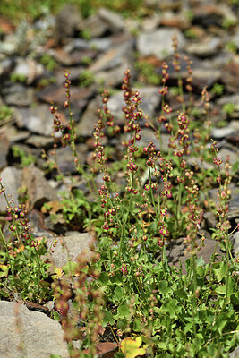 BUITEN BEELD Foto: 426543
