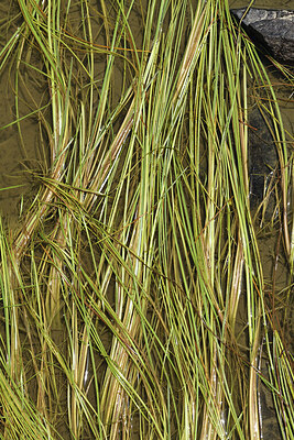 BUITEN BEELD Foto: 426566