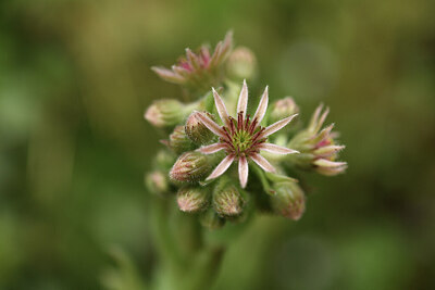 BUITEN BEELD Foto: 426568