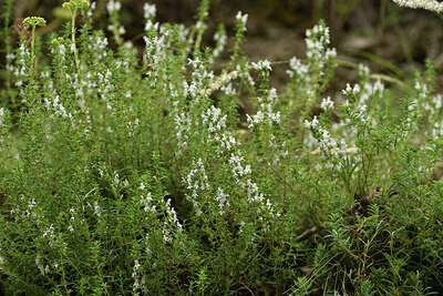 BUITEN BEELD Foto: 426585