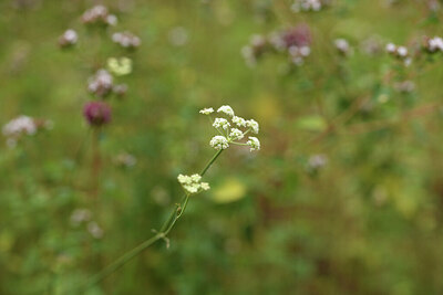 BUITEN BEELD Foto: 426592