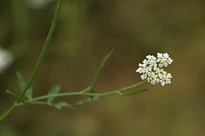 BUITEN BEELD Foto: 426597