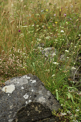 BUITEN BEELD Foto: 426602